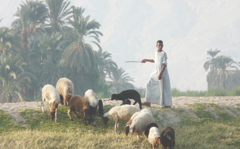 What is pastoral care? A biblical theology of the good shepherd